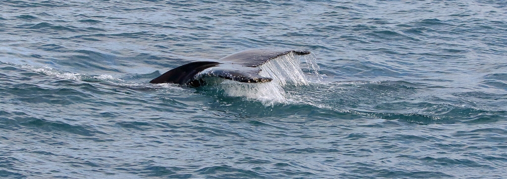J17_4399 Humpback fluke.jpg
